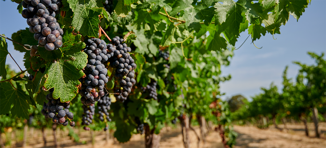 Grapes at Moss Brothers